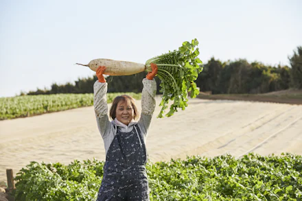 【連載】三浦大根命名100周年デザインプロジェクト連載⑥いよいよ三浦大根の収穫シーズン到来!